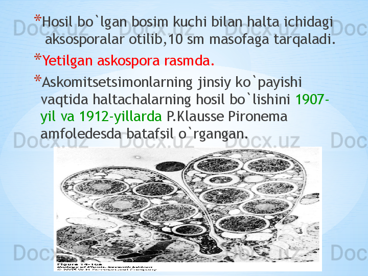 * Hosil bo`lgan bosim kuchi bilan halta ichidagi 
 aksosporalar otilib,10 sm masofaga tarqaladi.
* Yetilgan askospora rasmda.
* Askomitsetsimonlarning jinsiy ko`payishi 
vaqtida haltachalarning hosil bo`lishini  1907-
yil va 1912-yillarda  P.Klausse Pironema 
amfoledesda batafsil o`rgangan. 