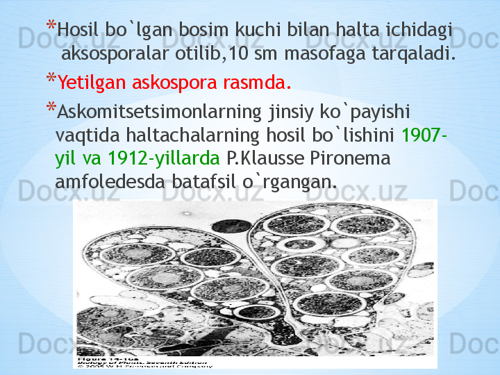 * Hosil bo`lgan bosim kuchi bilan halta ichidagi 
 aksosporalar otilib,10 sm masofaga tarqaladi.
* Yetilgan askospora rasmda.
* Askomitsetsimonlarning jinsiy ko`payishi 
vaqtida haltachalarning hosil bo`lishini  1907-
yil va 1912-yillarda  P.Klausse Pironema 
amfoledesda batafsil o`rgangan.