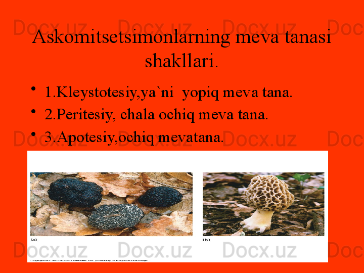 Askomitsetsimonlarning meva tanasi 
shakllari.
•
1.Kleystotesiy,ya`ni  yopiq meva tana.
•
2.Peritesiy, chala ochiq meva tana.
•
3.Apotesiy,ochiq mevatana. 