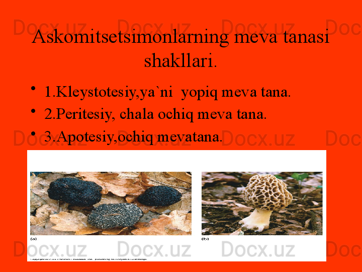 Askomitsetsimonlarning meva tanasi 
shakllari.
•
1.Kleystotesiy,ya`ni  yopiq meva tana.
•
2.Peritesiy, chala ochiq meva tana.
•
3.Apotesiy,ochiq mevatana.
