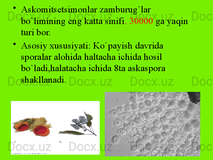 •
Askomitsetsimonlar zamburug`lar 
bo`limining eng katta sinifi . 30000  ga yaqin 
turi bor.
•
Asosiy xususiyati: Ko`payish davrida 
sporalar alohida haltacha ichida hosil 
bo`ladi,halatacha ichida 8ta askaspora 
shakllanadi. 