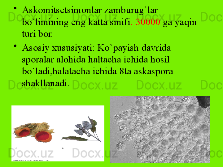 •
Askomitsetsimonlar zamburug`lar 
bo`limining eng katta sinifi . 30000  ga yaqin 
turi bor.
•
Asosiy xususiyati: Ko`payish davrida 
sporalar alohida haltacha ichida hosil 
bo`ladi,halatacha ichida 8ta askaspora 
shakllanadi.