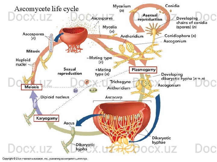 Ascomycete life cycle 