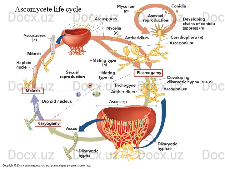 Ascomycete life cycle