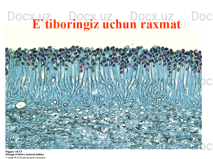 E`tiboringiz uchun raxmat 