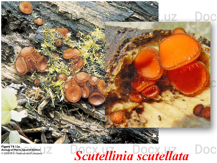 Scutellinia scutellata