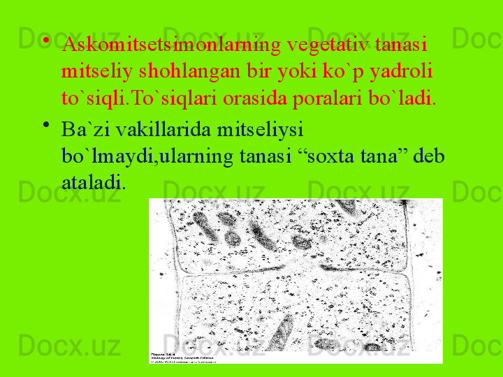 •
Askomitsetsimonlarning vegetativ tanasi 
mitseliy shohlangan bir yoki ko`p yadroli 
to`siqli.To`siqlari orasida poralari bo`ladi.
•
Ba`zi vakillarida mitseliysi 
bo`lmaydi,ularning tanasi “soxta tana” deb 
ataladi.