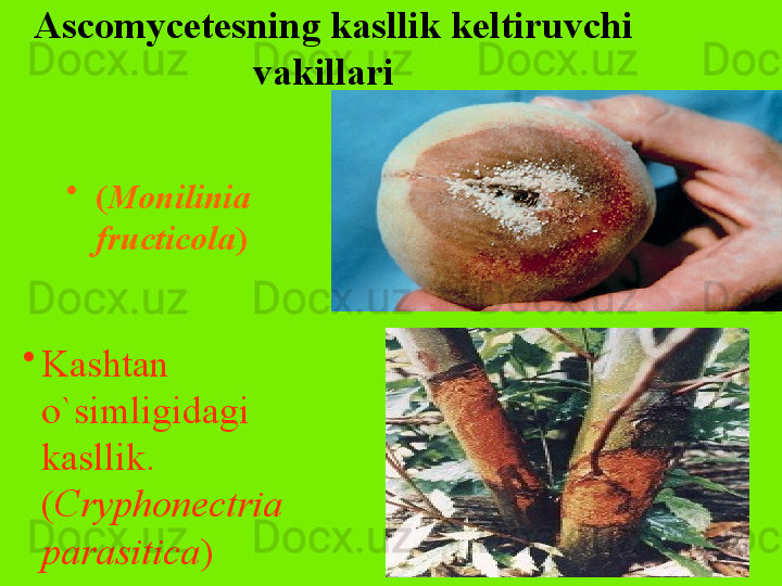 Ascomycetesning kasllik keltiruvchi 
vakillari  
•
( Monilinia 
fructicola )  
•
Kashtan 
o`simligidagi 
kasllik. 
( Cryphonectria 
parasitica )   