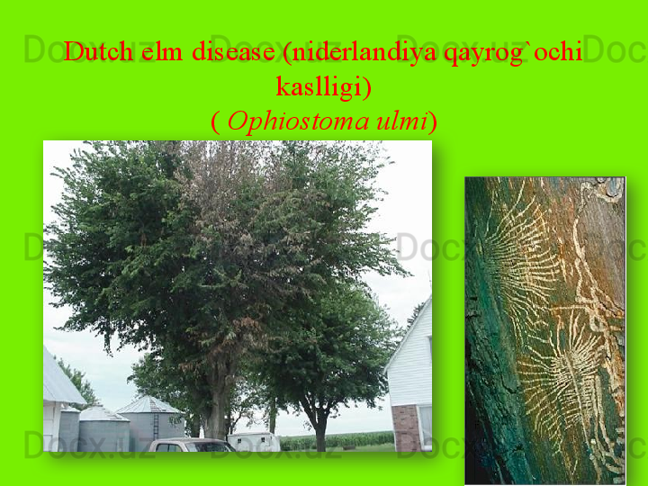 Dutch elm disease (niderlandiya qayrog`ochi 
kaslligi)
(  Ophiostoma ulmi )   