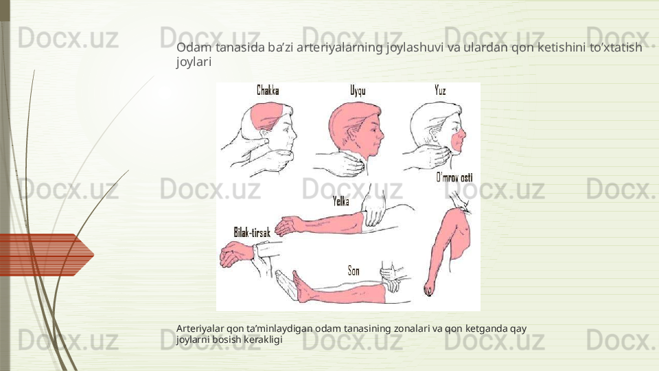 Arteriyalar qon ta’minlaydigan odam tanasining zonalari va qon ketganda qay 
joylarni bosish kerakligiOdam tanasida ba’zi arteriyalarning joylashuvi va ulardan qon ketishini to’xtatish 
joylari              