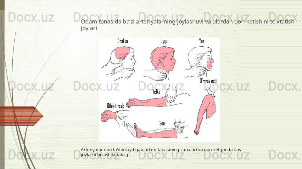 Arteriyalar qon ta’minlaydigan odam tanasining zonalari va qon ketganda qay 
joylarni bosish kerakligiOdam tanasida ba’zi arteriyalarning joylashuvi va ulardan qon ketishini to’xtatish 
joylari