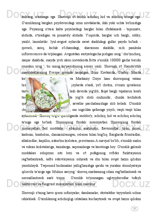 31kulrang,   o'simtaga   ega.   Shuvoqli   o't   kuchli   achchiq   hid   va   achchiq   ta'mga   ega.
O'simlikning  barglari   poydevoridagi  uzun  novdalarda,  ikki  yoki  uchta  bo'linishga
ega.   Poyaning   o'rtasi   kalta   poyalardagi   barglar   bilan   ifodalanadi   -   bipinnate,
alohida,   o'tiradigan   va   pinnately   alohida.   Yuqorida,   barglar   uch   bargli,   oddiy,
yaxlit,   lansolatdir.   Iyul-avgust   oylarida   savat   shaklidagi   gullar   paydo   bo'ladi   -
quvurli,   sariq,   kichik   o'lchamdagi,   sharsimon   shaklda,   zich   panikula
inflorescences-da to'plangan. Avgustdan sentyabrgacha pishgan urug ' cho'zinchoq,
xanjar shaklida, mayda yivli aken mevalarida.Bitta o'simlik 100000 gacha berishi
mumkin   urug   ',   bu   uning   ko'payishining   asosiy   usuli.   Shuvoqli   o't   Hamdo'stlik
mamlakatlarining   Evropa   qismida   tarqalgan.   Buni   Kavkazda,   G'arbiy   Sibirda
ko'rish   mumkin.   Qozog'iston   va   Markaziy   Osiyo   ham   shuvoqning   vatani
hisoblanadi.   U   bo'sh,   tashlandiq   joylarda   o'sadi,   yo'l   chetini,   o'rmon   qirralarini
tanlaydi. Dorivor  xom  ashyo  gullash  davrida yig'ilib, faqat  bargli  tepalarini  kesib
tashlaydi.Maysalarni   o'z   vaqtida   yig'ib   olish   muhimdir,   chunki   kechikish
quriganida   o'tlar   qorong'i   bo'lib,   savatlar   parchalanishiga   olib   keladi.   O'simlik
chodirlarda   yoki   soyada   quritilib,   uni   ingichka   qatlamga   yoyib,   vaqti-vaqti   bilan
aylantiradi.   Shuvoq   to'g'ri   quritilganda   xushbo'y,   achchiq   hid   va   achchiq   achchiq
ta'mga   ega   bo'ladi.   Shuvoqning   foydali   xususiyatlari   Shuvoqning   foydali
xususiyatlari   faol   moddalar   -   absintin,   anabsintin,   flavonoidlar,   tujon,   pinen,
kadenin, bisabolon, chamazulenogen, selenen bilan bog'liq. Barglarda fitontsidlar,
alkaloidlar, kapillin, askorbin kislotasi, provitamin A mavjud bo'lib, o'simlik malin
va süksin kislotalariga, taninlarga, saponinlarga va karotinga boy. O'simlik galenik
moddalari   oshqozon   osti   bezi   va   o't   pufagining   refleks   funktsiyasini
rag'batlantiradi,   safro   sekretsiyasini   oshiradi   va   shu   bilan   ovqat   hazm   qilishni
yaxshilaydi. Terpenoid birikmalari yallig'lanishga  qarshi  va yurakni stimulyatsiya
qiluvchi ta'sirga ega. Muhim sariyog ' shuvoq markazning ishini rag'batlantiradi va
normallantiradi   asab   tizimi...   O'simlik   to'yinmagan   uglevodorodlar   tufayli
bakteritsid va fungitsid xususiyatlari bilan mashhur.
Shuvoqli o'tning havo qismi infuziyalar, damlamalar, ekstraktlar tayyorlash uchun
ishlatiladi. O'simlikning achchiqligi ishtahani kuchaytiradi va ovqat hazm qilishni 