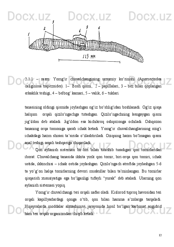 2.1.1   –   r asm .   Yomg‘ir   chuvalchangining   umumiy   ko‘rinishi   (Aporrectodea
caliginosa trapezoides). 1–   Bosh qismi,   2 – papillalari, 3 – bez bilan qoplangan
erkaklik teshigi, 4 – belbog‘ kamari, 5 – valik, 6 – tuklari.
tanasining oldingi qismida joylashgan og‘iz bo‘shlig‘idan boshlanadi. Og‘iz qisqa
halqum     orqali   qizilo‘ngachga   tutashgan.   Qizilo‘ngachning   kengaygan   qismi
jig‘ildon   deb   ataladi.   Jig‘ildon   esa   kichikroq   oshqozonga   ochiladi.   Oshqozon
tananing   orqa   tomoniga   qarab   ichak   ketadi.   Yomg‘ir   chuvalchanglarining   ozig‘i
ichakdagi   hazm   shirasi   ta’sirida   o‘zlashtiriladi.   Oziqning   hazm   bo‘lmagan   qismi
anal teshigi orqali tashqariga chiqariladi.
Qon   aylanish   sistemasi   bir-biri   bilan   tutashib   turadigan   qon   tomirlaridan
iborat.   Chuvalchang   tanasida   ikkita   yirik   qon   tomir,   biri-orqa   qon   tomiri,   ichak
ustida,  ikkinchisi   – ichak  ostida  joylashgan.  Qizilo‘ngach atrofida joylashgan  5-6
ta   yo‘g‘on   halqa   tomirlarning   devori   muskullar   bilan   ta’minlangan.   Bu   tomirlar
qisqarish   xususiyatiga   ega   bo‘lganligi   tufayli   “yurak”   deb   ataladi.   Ularning   qon
aylanish sistemasi yopiq.
Yomg‘ir chuvalchangi teri orqali nafas oladi. Kislorod tuproq havosidan teri
orqali   kapillyarlardagi   qonga   o‘tib,   qon   bilan   hamma   a’zolarga   tarqaladi.
Hujayralarda   moddalar   almashinuvi   jarayonida   hosil   bo‘lgan   karbonat   angidrid
ham teri orqali organizmdan chiqib ketadi.
12 