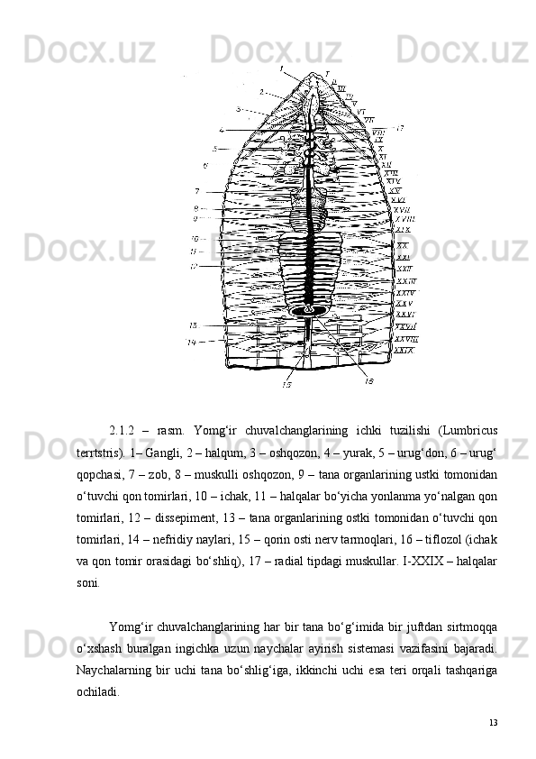 2. 1. 2   –   r asm .   Yomg‘ir   chuvalchanglarining   ichki   tuzilishi   (Lumbricus
terrtstris). 1– Gangli, 2 – halqum, 3 – oshqozon, 4 – yurak, 5 – urug‘don, 6 – urug‘
qopchasi, 7 – zob, 8 – muskulli oshqozon, 9 – tana organlarining ustki tomonidan
o‘tuvchi qon tomirlari, 10 – ichak, 11 – halqalar bo‘yicha yonlanma yo‘nalgan qon
tomirlari, 12 – dissepiment, 13 – tana organlarining ostki tomonidan o‘tuvchi qon
tomirlari, 14 – nefridiy naylari, 15 – qorin osti nerv tarmoqlari, 16 – tiflozol (ichak
va qon tomir orasidagi bo‘shliq), 17 – radial tipdagi muskullar. I-XXIX – halqalar
soni.
Yomg‘ir chuvalchanglarining har bir tana bo‘g‘imida bir  juftdan sirtmoqqa
o‘xshash   buralgan   ingichka   uzun   naychalar   ayirish   sistemasi   vazifasini   bajaradi.
Naychalarning   bir   uchi   tana   bo‘shlig‘iga,   ikkinchi   uchi   esa   teri   orqali   tashqariga
ochiladi.
13 
