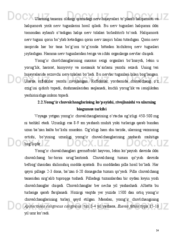 Ularning tanasini oldingi qismidagi nerv hujayralari to‘planib halqumusti va
halqumosti   yirik   nerv   tugunlarini   hosil   qiladi.   Bu   nerv   tugunlari   halqumni   ikki
tomondan   aylanib   o‘tadigan   halqa   nerv   tolalari   birlashtirib   to‘radi.   Halqumosti
nerv tuguni qorin bo‘ylab ketadigan qorin nerv zanjiri bilan tutashgan. Qorin nerv
zanjirida   har   bir   tana   bo‘g‘imi   to‘g‘risida   bittadan   kichikroq   nerv   tugunlari
joylashgan. Hamma nerv tugunlaridan teriga va ichki organlarga nervlar chiqadi.
Yomg‘ir   chuvlchanglarining   maxsus   sezgi   organlari   bo‘lmaydi,   lekin   u
yorug‘lik,   harorat,   kimyoviy   va   mexanik   ta’sirlarni   yaxshi   sezadi.   Uning   teri
hujayralarida sezuvchi nerv tolalari bo‘ladi. Bu nervlar tugunlari bilan bog‘langan.
Ularda   reflekslar   yaxshi   rivojlangan.   Reflekslar   yordamida   chuvalchang   o‘z
ozig‘ini   qidirib   topadi,   dushmanlaridan   saqlanadi,   kuchli   yorug‘lik   va   issiqlikdan
yashirinishga imkon topadi.
2.2. Y omg‘ir chuvalchanglarining ko‘payishi, rivojlanishi va ularning
biogumus tarkibi
Voyaga  yetgan  yomg‘ir  chuvalchanglarining   o‘rtacha  og‘irligi   450-500  mg
ni   tashkil   etadi.   Uzunligi   esa   8-9   sm   yashash   muhiti   yoki   turlariga   qarab   bundan
uzun  ba’zan   kalta   bo‘lishi   mumkin.  Og‘irligi   ham   shu   tarzda,   ularning   vaznining
ortishi,   bo‘yining   uzunligi   yomg‘ir   chuvalchanglarining   yashash   muhitiga
bog‘liqdir.
Yomg‘ir   chuvalchanglari   germofrodit   hayvon,   lekin  ko‘payish   davrida  ikki
chuvalchang   bir-birini   urug‘lantiradi.   Chuvalchang   tuxum   qo‘yish   davrida
belbog‘chasidan shilimshiq modda ajratadi. Bu moddadan pilla hosil bo‘ladi. Har
qaysi  pillaga 2-3 dona, ba’zan 6-20 donagacha  tuxum  qo‘yadi. Pilla chuvalchang
tanasidan   sirg‘alib   tuproqqa   tushadi.   Pilladagi   tuxumlardan   bir   oydan   keyin   yosh
chuvalchanglar   chiqadi.   Chuvalchanglar   ber   necha   yil   yashashadi.   Albatta   bu
turlariga   qarab   farqlanadi.   Hozirgi   vaqtda   yer   yuzida   1500   dan   ortiq   yomg‘ir
chuvalchanglarining   turlari   qayd   etilgan.   Masalan,   yomg‘ir   chuvlchangining
Aporectodea caliginosa caliginosa    turi 3-4 yil yashasa,   Esenia fetida   тури 15-16
yil umr ko‘radi.
14 
