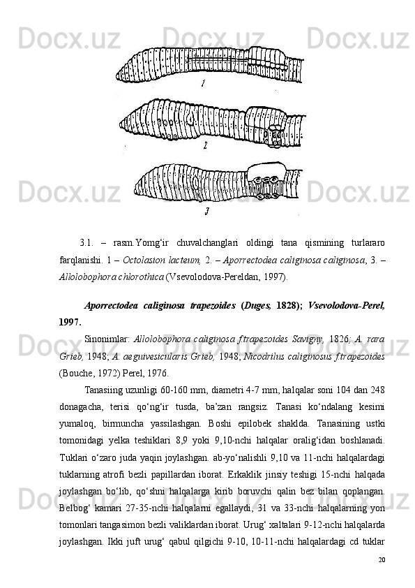 3. 1.   –   r asm . Yomg‘ir   chuvalchanglari   oldingi   tana   qismining   turlararo
farqlanishi. 1   – Octolasion lacteum,   2. –   Aporrectodea caliginosa caliginosa , 3. –
Allolobophora chlorothica  (Vsevolodova-Pereldan, 1997).
Aporrectodea   caliginosa   trapezoides   ( Duges,   1828);   Vsevolodova-Perel,
1997.
Sinonimlar:   Allolobophora   caliginosa   f.trapezoides   Savigny,   1826 ;   A.   rara
Grieb,  1948;  A. aeguivesicularis Grieb,  1948;  Nicodrilus caliginosus   f.trapezoides
(Bouche, 1972) Perel, 1976.
Tanasiing uzunligi 60-160 mm, diametri 4-7 mm, halqalar soni 104 dan 248
donagacha,   terisi   qo‘ng‘ir   tusda,   ba’zan   rangsiz.   Tanasi   ko‘ndalang   kesimi
yumaloq,   birmuncha   yassilashgan.   Boshi   epilobek   shaklda.   Tanasining   ustki
tomonidagi   yelka   teshiklari   8,9   yoki   9,10-nchi   halqalar   oralig‘idan   boshlanadi.
Tuklari o‘zaro juda yaqin joylashgan.  ab-yo‘nalishli  9,10 va 11-nchi halqalardagi
tuklarning   atrofi   bezli   papillardan   iborat.   Erkaklik   jinsiy   teshigi   15-nchi   halqada
joylashgan   bo‘lib,   qo‘shni   halqalarga   kirib   boruvchi   qalin   bez   bilan   qoplangan.
Belbog‘   kamari   27-35-nchi   halqalarni   egallaydi,   31   va   33-nchi   halqalarning   yon
tomonlari tangasimon bezli valiklardan iborat. Urug‘ xaltalari 9-12-nchi halqalarda
joylashgan.   Ikki   juft   urug‘   qabul   qilgichi   9-10,   10-11-nchi   halqalardagi   cd   tuklar
20 