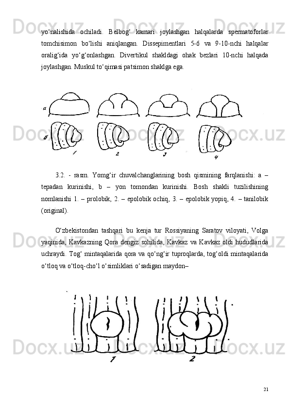 yo‘nalishida   ochiladi.   Belbog‘   kamari   joylashgan   halqalarda   spermatoforlar
tomchisimon   bo‘lishi   aniqlangan.   Dissepimentlari   5-6   va   9-10-nchi   halqalar
oralig‘ida   yo‘g‘onlashgan.   Divertikul   shakldagi   ohak   bezlari   10-nchi   halqada
joylashgan. Muskul to‘qimasi patsimon shaklga ega.
3.2.   -   r asm .   Yomg‘ir   chuvalchanglarining   bosh   qismining   farqlanishi:   a   –
tepadan   kurinishi,   b   –   yon   tomondan   kurinishi.   Bosh   shakli   tuzilishining
nomlanishi 1. – prolobik, 2. – epolobik ochiq, 3. – epolobik yopiq, 4. – tanilobik
(original).
 
O‘zbekistondan   tashqari   bu   kenja   tur   Rossiyaning   Saratov   viloyati,   Volga
yaqinida,   Kavkazning   Qora   dengiz   sohilida,   Kavkaz   va   Kavkaz   oldi   hududlarida
uchraydi. Tog‘ mintaqalarida qora va qo‘ng‘ir tuproqlarda, tog‘oldi mintaqalarida
o‘tloq va o‘tloq-cho‘l o‘simliklari o‘sadigan maydon–
21 