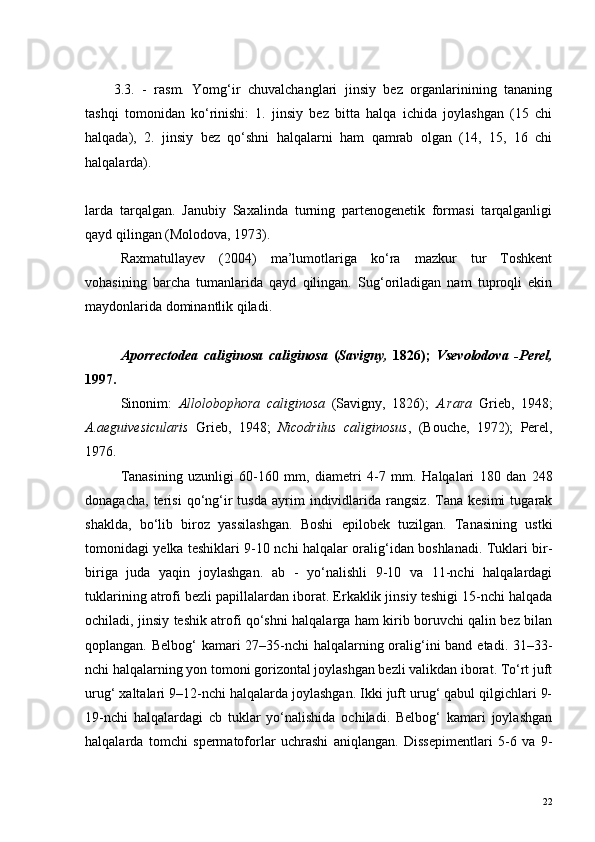 3.3.   -   r asm.   Yomg‘ir   chuvalchanglari   jinsiy   bez   organlarinining   tananing
tashqi   tomonidan   ko‘rinishi:   1.   jinsiy   bez   bitta   halqa   ichida   joylashgan   (15   chi
halqada),   2.   jinsiy   bez   qo‘shni   halqalarni   ham   qamrab   olgan   (14,   15,   16   chi
halqalarda).
larda   tarqalgan.   Janubiy   Saxalinda   turning   partenogenetik   formasi   tarqalganligi
qayd qilingan (Molodova, 1973).
Raxmatullayev   (2004)   ma’lumotlariga   ko‘ra   mazkur   tur   Toshkent
vohasining   barcha   tumanlarida   qayd   qilingan.   Sug‘oriladigan   nam   tuproqli   ekin
maydonlarida dominantlik qiladi.
Aporrectodea   caliginosa   caliginosa   ( Savigny,   1826);   Vsevolodova   -Perel,
1997.
Sinonim :   Allolobophora   caliginosa   (Savigny,   1826);   A.rara   Grieb,   1948;
A.aeguivesicularis   Grieb,   1948;   Nicodrilus   caliginosus ,   (Bouche,   1972);   Perel,
1976.
Tanasining   uzunligi   60-160   mm,   diametri   4-7   mm.   Halqalari   180   dan   248
donagacha,   terisi   qo‘ng‘ir   tusda   ayrim   individlarida   rangsiz.   Tana   kesimi   tugarak
shaklda,   bo‘lib   biroz   yassilashgan.   Boshi   epilobek   tuzilgan.   Tanasining   ustki
tomonidagi yelka teshiklari 9-10 nchi halqalar oralig‘idan boshlanadi. Tuklari bir-
biriga   juda   yaqin   joylashgan.   ab   -   yo‘nalishli   9-10   va   11-nchi   halqalardagi
tuklarining atrofi bezli papillalardan iborat. Erkaklik jinsiy teshigi 15-nchi halqada
ochiladi, jinsiy teshik atrofi qo‘shni halqalarga ham kirib boruvchi qalin bez bilan
qoplangan. Belbog‘  kamari 27–35-nchi  halqalarning oralig‘ini  band etadi. 31–33-
nchi halqalarning yon tomoni gorizontal joylashgan bezli valikdan iborat. To‘rt juft
urug‘ xaltalari 9–12-nchi halqalarda joylashgan. Ikki juft urug‘ qabul qilgichlari 9-
19-nchi   halqalardagi   cb   tuklar   yo‘nalishida   ochiladi.   Belbog‘   kamari   joylashgan
halqalarda   tomchi   spermatoforlar   uchrashi   aniqlangan.   Dissepimentlari   5-6   va   9-
22 
