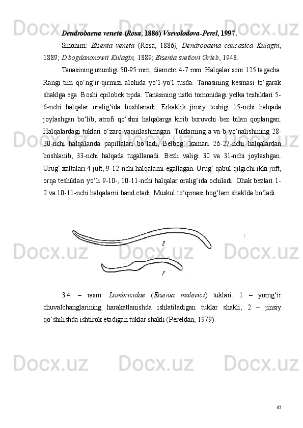 Dendrobaena veneta  ( Rosa , 1886)  Vsevolodova-Perel , 1997.
Sinonim:   Eisenia   veneta   (Rosa,   1886 ),   Dendrobaena   caucasica   Kulagin ,
1889;  D.bogdanonowii Kulagin,  1889;  Eisenia svetlovi Grieb , 1948.
Tanasining uzunligi 50-95 mm, diametri 4-7 mm.  Halqalar soni 125 tagacha.
Rangi   tim   qo‘ng‘ir-qirmizi   alohida   yo‘l-yo‘l   tusda.   Tanasining   kesmasi   to‘garak
shaklga ega. Boshi epilobek tipda. Tanasining ustki tomonidagi yelka teshiklari 5-
6-nchi   halqalar   oralig‘ida   boshlanadi.   Erkaklik   jinsiy   teshigi   15-nchi   halqada
joylashgan   bo‘lib,   atrofi   qo‘shni   halqalarga   kirib   boruvchi   bez   bilan   qoplangan.
Halqalardagi tuklari o‘zaro yaqinlashmagan. Tuklarning a va b yo‘nalishining 28-
30-nchi   halqalarida   papillalari   bo‘ladi,   Belbog‘   kamari   26-27-nchi   halqalardan
boshlanib,   33-nchi   halqada   tugallanadi.   Bezli   valigi   30   va   31-nchi   joylashgan.
Urug‘ xaltalari 4 juft, 9-12-nchi halqalarni egallagan. Urug‘ qabul qilgichi ikki juft,
orqa teshiklari yo‘li 9-10-, 10-11-nchi halqalar oralig‘ida ochiladi. Ohak bezlari 1-
2 va 10-11-nchi halqalarni band etadi. Muskul to‘qimasi bog‘lam shaklda bo‘ladi.
3.4.   –   rasm.   Lumbricidae   ( Eisenia   malevici )   tuklari:   1   –   yomg‘ir
chuvalchanglarining   harakatlanishda   ishlatiladigan   tuklar   shakli,   2   –   jinsiy
qo‘shilishda ishtirok etadigan tuklar shakli (Pereldan, 1979).
32 
