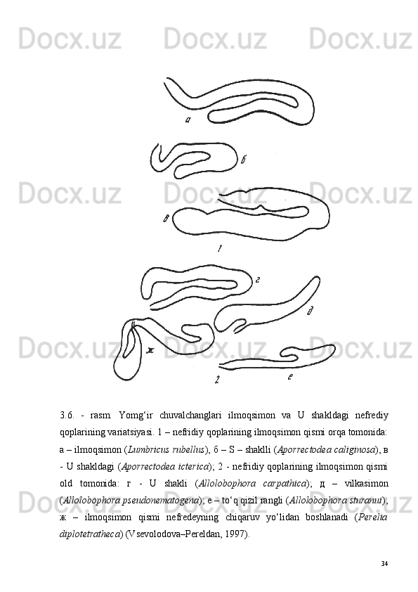 3.6.   -   r asm.   Yomg‘ir   chuvalchanglari   ilmoqsimon   va   U   shakldagi   nefrediy
qoplarining variatsiyasi. 1 – nefridiy qoplarining ilmoqsimon qismi orqa tomonida:
a – ilmoqsimon  ( Lumbricus rubellus ), б – S – shaklli ( Aporrectodea caliginosa ), в
- U shakldagi  ( Aporrectodea  icterica ); 2 - nefridiy qoplarining ilmoqsimon qismi
old   tomonida:   г   -   U   shakli   ( Allolobophora   carpathica );   д   –   vilkasimon
( Allolobophora pseudonematogena ); е – to‘q qizil rangli ( Allolobophora sturanui );
ж   –   ilmoqsimon   qismi   nefredeyning   chiqaruv   yo‘lidan   boshlanadi   ( Perelia
diplotetratheca ) (Vsevolodova–Pereldan, 1997).
34 
