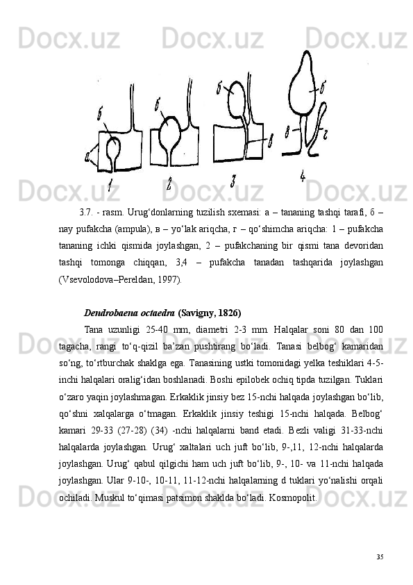 3.7. - rasm. Urug‘donlarning tuzilish sxemasi:  а – tananing tashqi  tarafi, б –
nay pufakcha (ampula), в – yo‘lak ariqcha, г – qo‘shimcha ariqcha: 1 – pufakcha
tananing   ichki   qismida   joylashgan,   2   –   pufakchaning   bir   qismi   tana   devoridan
tashqi   tomonga   chiqqan,   3,4   –   pufakcha   tanadan   tashqarida   joylashgan
(Vsevolodova–Pereldan, 1997).
Dendrobaena octaedra  (Savigny, 1826)
Tana   uzunligi   25-40   mm,   diametri   2-3   mm.   Halqalar   soni   80   dan   100
tagacha,   rangi   to‘q-qizil   ba’zan   pushtirang   bo‘ladi.   Tanasi   belbog‘   kamaridan
so‘ng, to‘rtburchak shaklga ega. Tanasining ustki tomonidagi yelka teshiklari 4-5-
inchi halqalari oralig‘idan boshlanadi. Boshi epilobek ochiq tipda tuzilgan. Tuklari
o‘zaro yaqin joylashmagan. Erkaklik jinsiy bez 15-nchi halqada joylashgan bo‘lib,
qo‘shni   xalqalarga   o‘tmagan.   Erkaklik   jinsiy   teshigi   15-nchi   halqada.   Belbog‘
kamari   29-33   (27-28)   (34)   -nchi   halqalarni   band   etadi.   Bezli   valigi   31-33-nchi
halqalarda   joylashgan.   Urug‘   xaltalari   uch   juft   bo‘lib,   9-,11,   12-nchi   halqalarda
joylashgan.   Urug‘   qabul   qilgichi   ham   uch   juft   bo‘lib,   9-,   10-   va   11-nchi   halqada
joylashgan.  Ular  9-10-,  10-11,  11-12-nchi  halqalarning  d  tuklari   yo‘nalishi   orqali
ochiladi. Muskul to‘qimasi patsimon shaklda bo‘ladi. Kosmopolit.
35 