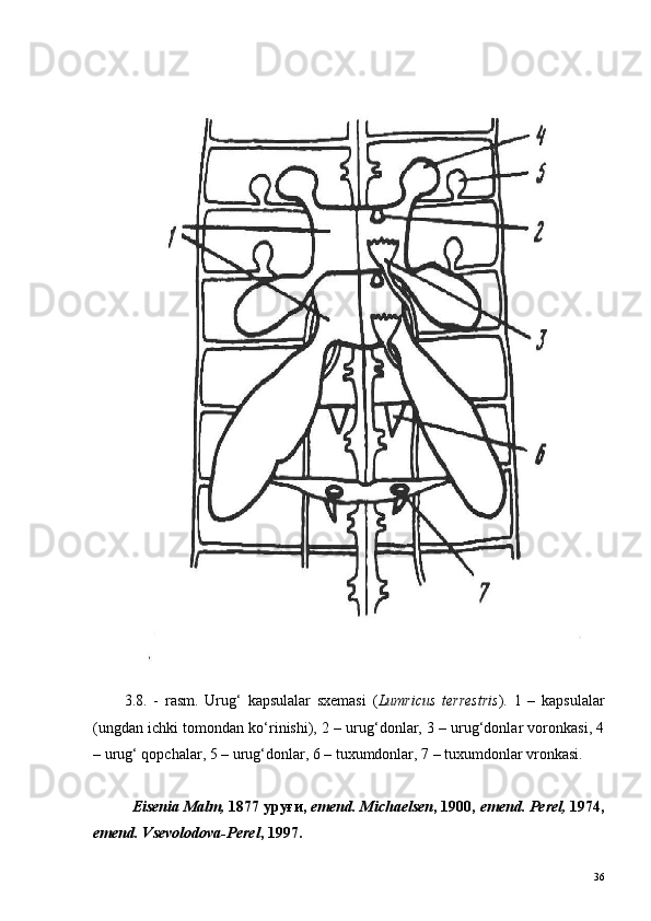  
3.8.   -   r asm.   Urug‘   kapsulalar   sxemasi   ( Lumricus   terrestris ).   1   –   kapsulalar
(ungdan ichki tomondan ko‘rinishi), 2 – urug‘donlar, 3 – urug‘donlar voronkasi, 4
– urug‘ qopchalar, 5 – urug‘donlar, 6 – tuxumdonlar, 7 – tuxumdonlar vronkasi.
Eisenia Malm,  1877 уруғи,  emend.  Michaelsen , 1900,  emend.   Perel,  1974,
emend. Vsevolodova-Perel , 1997.
36 