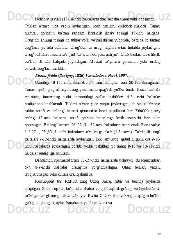 Nefridiy naylari (15-16-nchi halqalargacha) sosiskasimon yoki qopsimon.
Tuklari   o‘zaro   juda   yaqin   joylashgan,   bosh   tuzilishi   epilobek   shaklda.   Tanasi
qirmizi,   qo‘ng‘ir,   ba’zan   rangsiz.   Erkaklik   jinsiy   teshigi   15-nchi   halqada.
Urug‘chilarining teshigi  cd tuklar yo‘li  yo‘nalishidan yuqorida, ba’zida cd tuklari
bog‘lami   yo‘lida   ochiladi.   Urug‘don   va   urug‘   naylari   erkin   holatda   joylashgan.
Urug‘ xaltalari asosan to‘rt juft, ba’zida ikki yoki uch juft. Ohak bezlari divertikulli
bo‘lib,   10-nchi   halqada   joylashgan.   Muskul   to‘qimasi   patsimon   yoki   oraliq,
ba’zida bog‘lam shaklda.
Eisena fetida  ( Savign y, 1826)  Vsevolodova-Perel,  1997.
Uzunligi   40-130   mm,   diametri   2-4   mm.   Halqalar   soni   80-120   donagacha.
Tanasi   qizil,   qizg‘ish-siyohrang   yoki   malla-qizg‘ish   yo‘lka   tusda.   Bosh   tuzilishi
epilobek,   tanasining   ustki   tomonidagi   yelka   teshiklari   4-5   -nchi   halqalar
oralig‘idan   boshlanadi.   Tuklari   o‘zaro   juda   yaqin   joylashgan,   ab   yo‘nalishidagi
tuklar   atrofi   va   belbog‘   kamari   qismlarida   bezli   papillalari   bor.   Erkaklik   jinsiy
teshigi   15-nchi   halqada,   atrofi   qo‘shni   halqalarga   kirib   boruvchi   bez   bilan
qoplangan. Belbog‘ kamari 26-,27-,31-,32-nchi halqalarni band etadi. Bezli valigi
1-2   27   -,   28-,30-,31-nchi   halqalarni   o‘z   ichiga   oladi   (4.8.-rasm).   To‘rt   juft   urug‘
xaltalari 9-12-inchi halqalarda joylashgan. Ikki juft urug‘ qabul qilgichi esa 9-10-
nchi   halqalarda   joylashgan   bo‘lib,   yelka   teshiklari   yo‘lining   9-10   va   10-11-nchi
halqalar oralig‘iga ochiladi.
Disksimon   spermatoforlari   22-,27- nchi   halqalarda   uchraydi ,   dissepimentlari
6-7,   8-9- inchi   halqalar   oralig ‘ ida   yo ‘ g ‘ onlashgan .   Ohak   bezlari   yaxshi
rivojlanmagan. Muskullari oraliq shaklda.
Kosmopolit   tur.   RSFSR   ning   Uzoq   Sharq,   Sibir   va   boshqa   joylarida
tarqalgan. Sinantrop tur, ko‘pincha shahar va qishloqlardagi bog‘ va hiyobonlarda
to‘kilgan barglarning ostida uchraydi.  Bu tur O‘zbekistonda keng tarqalgan bo‘lib,
go‘ng, to‘plangan joylar, kanalizatsiya chiqindilari va 
37 