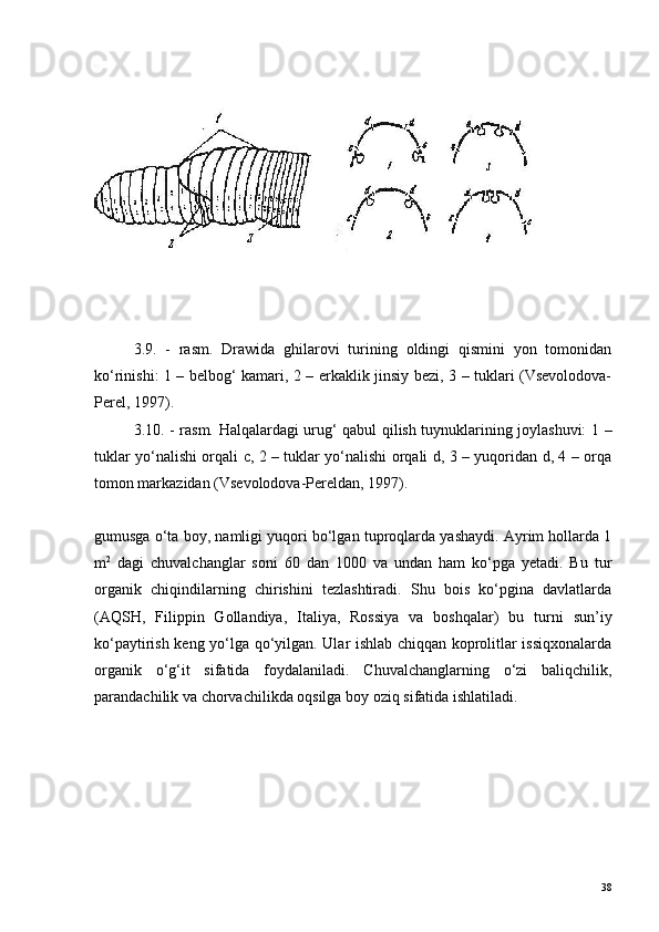 3.9.   -   rasm.   Drawida   ghilarovi   turining   oldingi   qismini   yon   tomonidan
ko‘rinishi: 1 – belbog‘ kamari, 2 – erkaklik jinsiy bezi, 3 – tuklari (Vsevolodova-
Perel, 1997).
3.10. - rasm. Halqalardagi urug‘ qabul qilish tuynuklarining joylashuvi: 1 –
tuklar yo‘nalishi orqali с, 2 – tuklar yo‘nalishi orqali d, 3 – yuqoridan d, 4 – orqa
tomon markazidan (Vsevolodova-Pereldan, 1997).
gumusga o‘ta boy, namligi yuqori bo‘lgan tuproqlarda yashaydi. Ayrim hollarda 1
m 2
  dagi   chuvalchanglar   soni   60   dan   1000   va   undan   ham   ko‘pga   yetadi.   Bu   tur
organik   chiqindilarning   chirishini   tezlashtiradi.   Shu   bois   ko‘pgina   davlatlarda
(AQSH,   Filippin   Gollandiya,   Italiya,   Rossiya   va   boshqalar)   bu   turni   sun’iy
ko‘paytirish keng yo‘lga qo‘yilgan. Ular ishlab chiqqan koprolitlar issiqxonalarda
organik   o‘g‘it   sifatida   foydalaniladi.   Chuvalchanglarning   o‘zi   baliqchilik,
parandachilik va chorvachilikda oqsilga boy oziq sifatida ishlatiladi.
38 