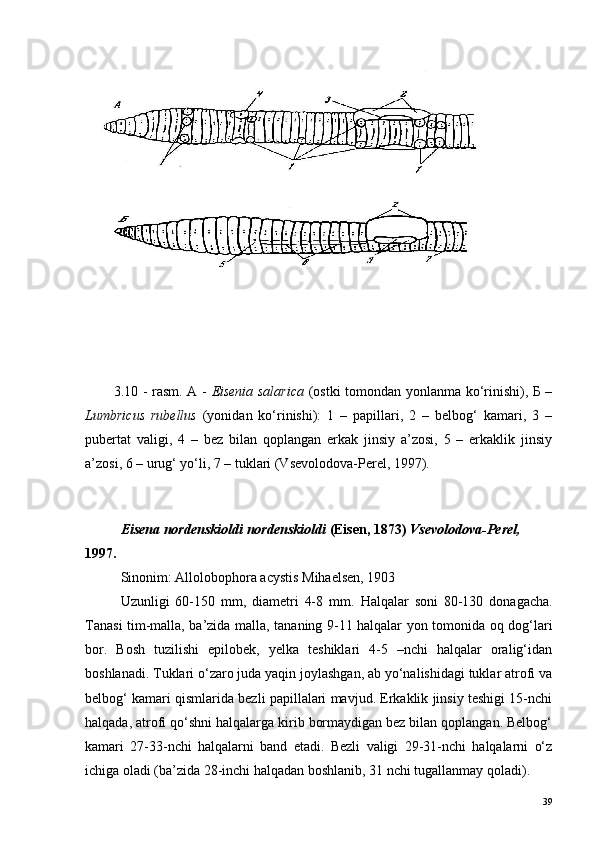 3.10 - rasm. А -   Eisenia salarica   (ostki tomondan yonlanma ko‘rinishi), Б –
Lumbricus   rubellus   (yonidan   ko‘rinishi):   1   –   papillari,   2   –   belbog‘   kamari,   3   –
pubertat   valigi,   4   –   bez   bilan   qoplangan   erkak   jinsiy   a’zosi,   5   –   erkaklik   jinsiy
a’zosi, 6 – urug‘ yo‘li, 7 – tuklari (Vsevolodova-Perel, 1997).
Eisena nordenskioldi   nordenskioldi  (Eisen, 1873)  Vsevolodova-Perel,  
1997.
Sinonim:  Allolobophora acystis Mihaelsen, 1903
Uzunligi   60-150   mm,   diametri   4-8   mm.   Halqalar   soni   80-130   donagacha.
Tanasi tim-malla, ba’zida malla, tananing 9-11 halqalar yon tomonida oq dog‘lari
bor.   Bosh   tuzilishi   epilobek,   yelka   teshiklari   4-5   –nchi   halqalar   oralig‘idan
boshlanadi. Tuklari o‘zaro juda yaqin joylashgan, ab yo‘nalishidagi tuklar atrofi va
belbog‘ kamari qismlarida bezli papillalari mavjud. Erkaklik jinsiy teshigi 15-nchi
halqada, atrofi qo‘shni halqalarga kirib bormaydigan bez bilan qoplangan. Belbog‘
kamari   27-33-nchi   halqalarni   band   etadi.   Bezli   valigi   29-31-nchi   halqalarni   o‘z
ichiga oladi (ba’zida 28-inchi halqadan boshlanib, 31 nchi tugallanmay qoladi).
39 