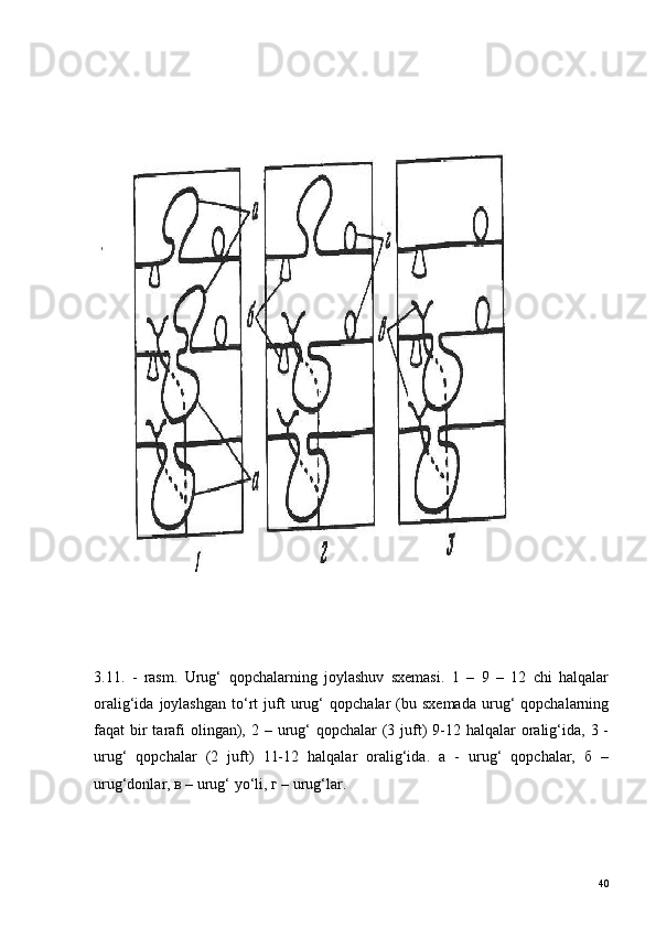 3.11.   -   rasm.   Urug‘   qopchalarning   joylashuv   sxemasi.   1   –   9   –   12   chi   halqalar
oralig‘ida   joylashgan   to‘rt   juft   urug‘   qopchalar   (bu  sxemada   urug‘   qopchalarning
faqat  bir  tarafi  olingan), 2 – urug‘  qopchalar  (3 juft)  9-12 halqalar  oralig‘ida,  3 -
urug‘   qopchalar   (2   juft)   11-12   halqalar   oralig‘ida.   а   -   urug‘   qopchalar,   б   –
urug‘donlar, в – urug‘ yo‘li, г – urug‘lar.
40 