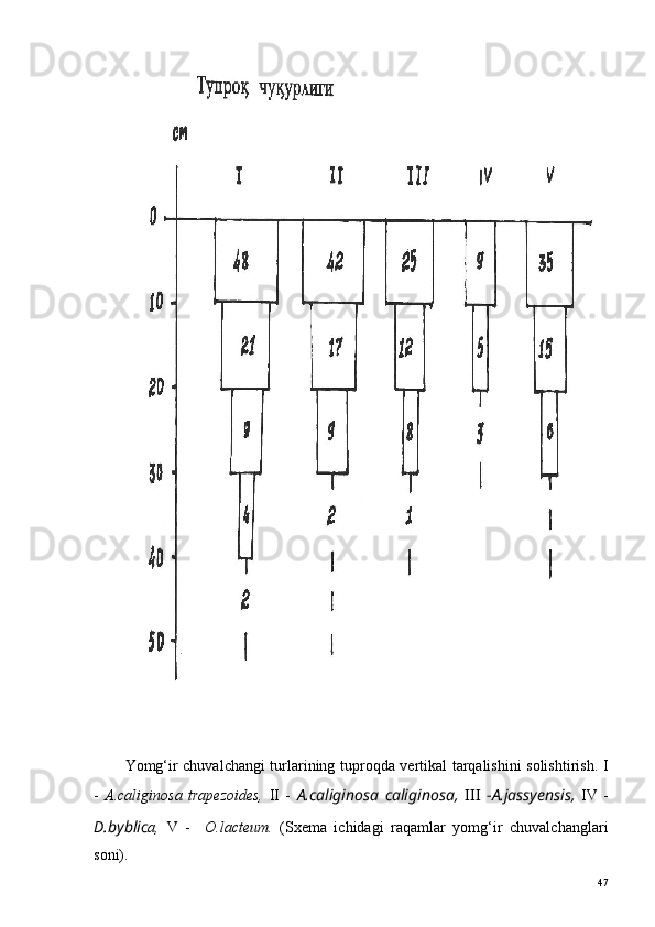 Yomg‘ir chuvalchangi turlarining tuproqda vertikal tarqalishini solishtirish.   I
-   A.caliginosa   trapezoides,   II   -   A.caliginosa   caliginosa,   III   - A.jassyensis,   IV   -
D.byblic а,   V   -     O.lacteum.   (Sxema   ichidagi   raqamlar   yomg‘ir   chuvalchanglari
soni).
47 
