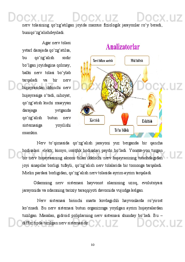 nerv   tolasining   qo‘zg‘atilgan   joyida   maxsus   fiziologik   jarayonlar   ro‘y   beradi,
buniqo‘zg‘alishdeyiladi.
            Agar nerv tolasi
yetarl darajada qo‘zg‘atilsa,
bu   qo‘zg‘alish   sodir
bo‘lgan joyidagina qolmay,
balki   nerv   tolasi   bo‘ylab
tarqaladi   va   bir   nerv
hujayrasidan   ikkinchi   nerv
hujayrasiga  o‘tadi, nihoyat,
qo‘zg‘atish   kuchi   muayyan
darajaga   yetganda
qo‘zg‘alish   butun   nerv
sistemasiga   yoyilishi
mumkin.
  Nerv   to‘qimasida   qo‘zg‘alish   jarayoni   yuz   berganda   bir   qancha
hodisalari:   elektr,   kimyo,   issiqlik   hodisalari   paydo   bo‘ladi.   Yonma-yon   turgan
bir   nerv   hujayrasining   aksoni   bilan   ikkinchi   nerv   hujayrasining   tutashdagidan
joyi  sinapslar  borligi  tufayli, qo‘zg‘alish  nerv  tolalarida  bir  tomonga  tarqaladi.
Mielin pardasi borligidan, qo‘zg‘alish nerv tolasida ayrim-ayrim tarqaladi.
Odamning   nerv   sistemasi   hayvonot   olamining   uzoq,   evolutsiyasi
jarayonida va odamning tarixiy taraqqiyoti davomida vujudga kelgan.
  Nerv   sistemasi   birinchi   marta   kovlagichli   hayvonlarda   ro‘yirost
ko‘rinadi.   Bu   nerv   sistemasi   butun   organizmga   yoyilgan   ayrim   hujayralardan
tuzilgan.   Masalan,   gidroid   poliplarning   nerv   sistemasi   shunday   bo‘ladi.   Bu   –
diffuz tipda tuzilgan nerv sistemasidir.
10 