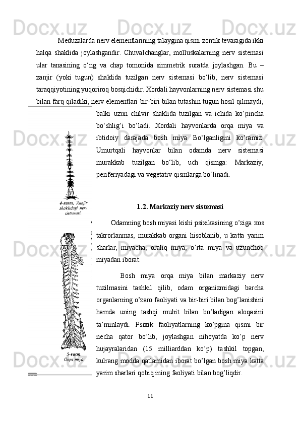    Meduzalarda nerv elementlarining talaygina qismi zontik tevaragida ikki
halqa   shaklida   joylashgandir.   Chuvalchanglar,   molluskalarning   nerv   sistemasi
ular   tanasining   o‘ng   va   chap   tomonida   simmetrik   suratda   joylashgan.   Bu   –
zanjir   (yoki   tugun)   shaklida   tuzilgan   nerv   sistemasi   bo‘lib,   nerv   sistemasi
taraqqiyotining yuqoriroq bosqichidir. Xordali hayvonlarning nerv sistemasi shu
bilan farq qiladiki, nerv elementlari bir-biri bilan tutashin tugun hosil qilmaydi,
balki   uzun   chilvir   shaklida   tuzilgan   va   ichida   ko‘pincha
bo‘shlig‘i   bo‘ladi.   Xordali   hayvonlarda   orqa   miya   va
ibtidoiy   darajada   bosh   miya   Bo‘lganligini   ko‘ramiz.
Umurtqali   hayvonlar   bilan   odamda   nerv   sistemasi
murakkab   tuzilgan   bo‘lib,   uch   qismga:   Markaziy,
periferiyadagi va vegetativ qismlarga bo‘linadi.
1.2. Markaziy nerv sistemasi
 Odamning bosh miyasi kishi psixikasining o’ziga xos
takrorlanmas,   murakkab   organi   hisoblanib,   u   katta   yarim
sharlar,   miyacha,   oraliq   miya,   o’rta   miya   va   uzunchoq
miyadan iborat.
  Bosh   miya   orqa   miya   bilan   markaziy   nerv
tuzilmasini   tashkil   qilib,   odam   organizmidagi   barcha
organlarning o’zaro faoliyati va bir-biri bilan bog’lanishini
hamda   uning   tashqi   muhit   bilan   bo’ladigan   aloqasini
ta’minlaydi.   Psixik   faoliyatlarning   ko’pgina   qismi   bir
necha   qator   bo’lib,   joylashgan   nihoyatda   ko’p   nerv
hujayralaridan   (15   milliarddan   ko’p)   tashkil   topgan,
kulrang modda qatlamidan iborat bo’lgan bosh miya katta
yarim sharlari qobiq ining faoliyati bilan bog’liqdir.
11 