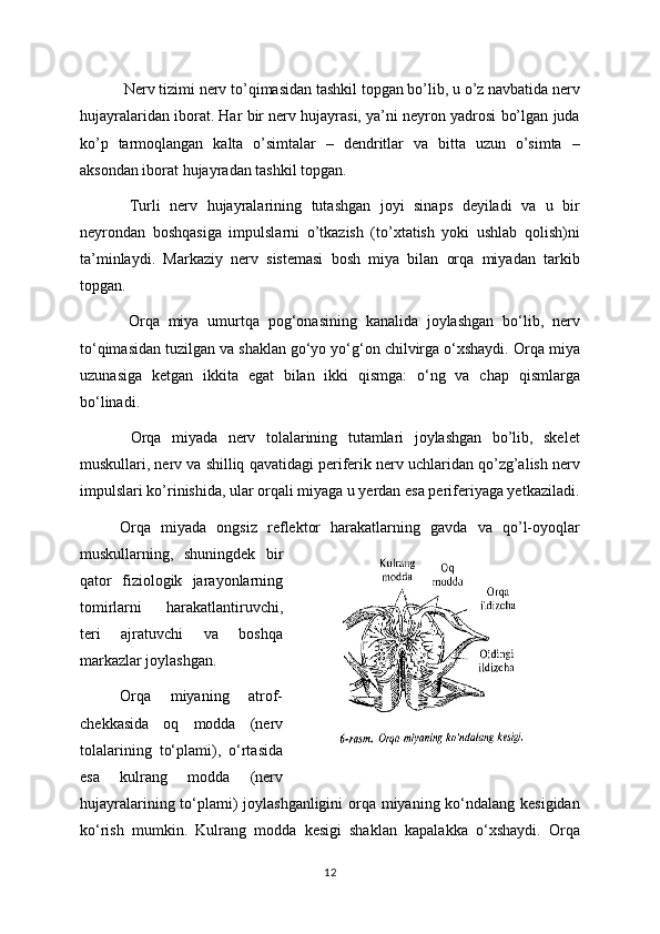   Nerv tizimi nerv to’qimasidan tashkil topgan bo’lib, u o’z navbatida nerv
hujayralaridan iborat. Har bir nerv hujayrasi, ya’ni neyron yadrosi bo’lgan juda
ko’p   tarmoqlangan   kalta   o’simtalar   –   dendritlar   va   bitta   uzun   o’simta   –
aksondan iborat hujayradan tashkil topgan. 
  Turli   nerv   hujayralarining   tutashgan   joyi   sinaps   deyiladi   va   u   bir
neyrondan   boshqasiga   impulslarni   o’tkazish   (to’xtatish   yoki   ushlab   qolish)ni
ta’minlaydi.   Markaziy   nerv   sistemasi   bosh   miya   bilan   orqa   miyadan   tarkib
topgan.
  Orqa   miya   umurtqa   pog‘onasining   kanalida   joylashgan   bo‘lib,   nerv
to‘qimasidan tuzilgan va shaklan go‘yo yo‘g‘on chilvirga o‘xshaydi. Orqa miya
uzunasiga   ketgan   ikkita   egat   bilan   ikki   qismga:   o‘ng   va   chap   qismlarga
bo‘linadi.
  Orqa   miyada   nerv   tolalarining   tutamlari   joylashgan   bo’lib,   skelet
muskullari, nerv va shilliq qavatidagi periferik nerv uchlaridan qo’zg’alish nerv
impulslari ko’rinishida, ular orqali miyaga u yerdan esa periferiyaga yetkaziladi.
Orqa   miyada   ongsiz   reflektor   harakatlarning   gavda   va   qo’l-oyoqlar
muskullarning,   shuningdek   bir
qator   fiziologik   jarayonlarning
tomirlarni   harakatlantiruvchi,
teri   ajratuvchi   va   boshqa
markazlar joylashgan.
Orqa   miyaning   atrof-
chekkasida   oq   modda   (nerv
tolalarining   to‘plami),   o‘rtasida
esa   kulrang   modda   (nerv
hujayralarining to‘plami)  joylashganligini  orqa miyaning ko‘ndalang kesigidan
ko‘rish   mumkin.   Kulrang   modda   kesigi   shaklan   kapalakka   o‘xshaydi.   Orqa
12 