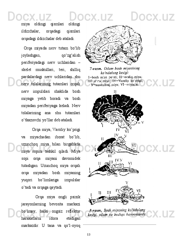 miya   oldingi   qismlari   oldingi
ildizchalar,   orqadagi   qismlari
orqadagi ildizchalar deb ataladi.
  Orqa   miyada   nerv   tutam   bo‘lib
joylashgan,   qo‘zg‘alish
periferiyadagi   nerv   uchlaridan   –
skelet   muskullari,   teri,   shilliq
pardalardagi   nerv   uchlaridan   shu
nerv   tolalarining   tutamlari   orqali
nerv   impulslari   shaklida   bosh
miyaga   yetib   boradi   va   bosh
miyadan   periferiyaga   keladi.   Nerv
tolalarining   ana   shu   tutamlari
o‘tkazuvchi yo‘llar deb ataladi.
Orqa  miya,  Varoliy  ko’prigi
va   miyachadan   iborat   bo’lib,
uzunchoq   miya   bilan   birgalikda
miya   sopini   tashkil   qiladi.   Miya
sopi   orqa   miyani   davomidek
tutashgan.   Uzunchoq   miya   orqali
orqa   miyadan   bosh   miyaning
yuqori   bo’limlariga   impulslar
o’tadi va orqaga qaytadi.
  Orqa   miya   ongli   psixik
jarayonlarning   bevosita   markazi
bo‘lmay,   balki   ongsiz   reflektor
harakatlarni   idora   etadigan
markazdir.   U   tana   va   qo‘l-oyoq
13 
