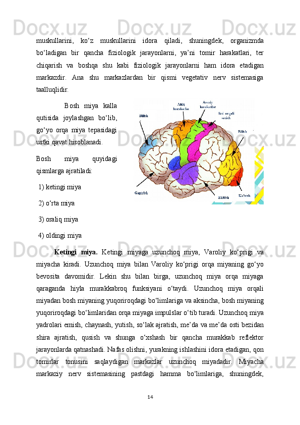 muskullarini,   ko‘z   muskullarini   idora   qiladi,   shuningdek,   organizmda
bo‘ladigan   bir   qancha   fiziologik   jarayonlarni,   ya’ni   tomir   harakatlari,   ter
chiqarish   va   boshqa   shu   kabi   fiziologik   jarayonlarni   ham   idora   etadigan
markazdir.   Ana   shu   markazlardan   bir   qismi   vegetativ   nerv   sistemasiga
taalluqlidir.
    Bosh   miya   kalla
qutisida   joylashgan   bo‘lib,
go‘yo   orqa   miya   tepasidagi
ustki qavat hisoblanadi.
Bosh   miya   quyidagi
qismlarga ajratiladi:
  1) ketingi miya
  2) o‘rta miya
  3) oraliq miya 
  4) oldingi miya
Ketingi   miya.   Ketingi   miyaga   uzunchoq   miya,   Varoliy   ko‘prigi   va
miyacha   kiradi.   Uzunchoq   miya   bilan   Varoliy   ko‘prigi   orqa   miyaning   go‘yo
bevosita   davomidir.   Lekin   shu   bilan   birga,   uzunchoq   miya   orqa   miyaga
qaraganda   hiyla   murakkabroq   funksiyani   o‘taydi.   Uzunchoq   miya   orqali
miyadan bosh miyaning yuqoriroqdagi bo‘limlariga va aksincha, bosh miyaning
yuqoriroqdagi bo‘limlaridan orqa miyaga impulslar o‘tib turadi. Uzunchoq miya
yadrolari emish, chaynash, yutish, so‘lak ajratish, me’da va me’da osti bezidan
shira   ajratish,   qusish   va   shunga   o‘xshash   bir   qancha   murakkab   reflektor
jarayonlarda qatnashadi. Nafas olishni, yurakning ishlashini idora etadigan, qon
tomirlar   tonusini   saqlaydigan   markazlar   uzunchoq   miyadadir.   Miyacha
markaziy   nerv   sistemasining   pastdagi   hamma   bo‘limlariga,   shuningdek,
14 