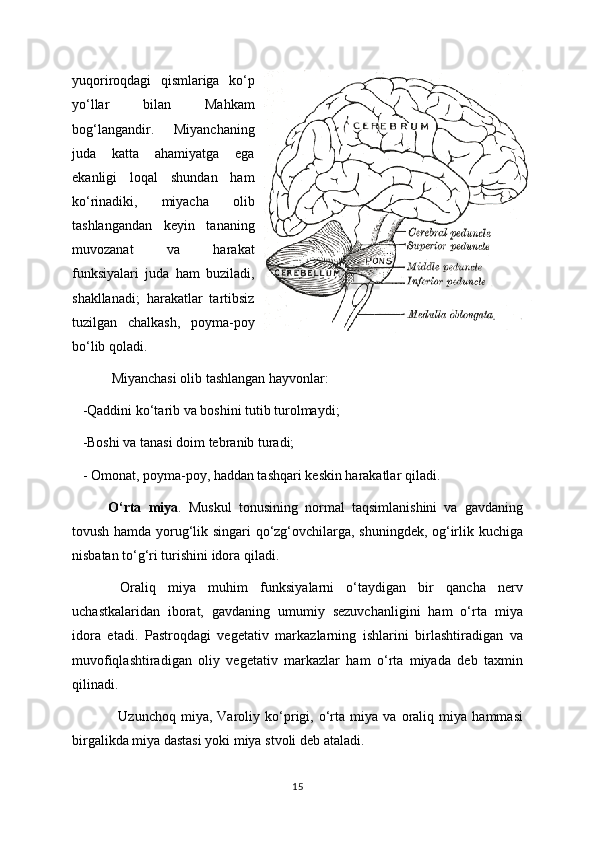 yuqoriroqdagi   qismlariga   ko‘p
yo‘llar   bilan   Mahkam
bog‘langandir.   Miyanchaning
juda   katta   ahamiyatga   ega
ekanligi   loqal   shundan   ham
ko‘rinadiki,   miyacha   olib
tashlangandan   keyin   tananing
muvozanat   va   harakat
funksiyalari   juda   ham   buziladi,
shakllanadi;   harakatlar   tartibsiz
tuzilgan   chalkash,   poyma-poy
bo‘lib qoladi.
  Miyanchasi olib tashlangan hayvonlar: 
    -Qaddini ko‘tarib va boshini tutib turolmaydi;
    -Boshi va tanasi doim tebranib turadi;
    - Omonat, poyma-poy, haddan tashqari keskin harakatlar qiladi.
O‘rta   miya .   Muskul   tonusining   normal   taqsimlanishini   va   gavdaning
tovush hamda yorug‘lik singari  qo‘zg‘ovchilarga, shuningdek, og‘irlik kuchiga
nisbatan to‘g‘ri turishini idora qiladi.
  Oraliq   miya   muhim   funksiyalarni   o‘taydigan   bir   qancha   nerv
uchastkalaridan   iborat,   gavdaning   umumiy   sezuvchanligini   ham   o‘rta   miya
idora   etadi.   Pastroqdagi   vegetativ   markazlarning   ishlarini   birlashtiradigan   va
muvofiqlashtiradigan   oliy   vegetativ   markazlar   ham   o‘rta   miyada   deb   taxmin
qilinadi.
    Uzunchoq   miya,   Varoliy   ko‘prigi,   o‘rta   miya   va   oraliq   miya   hammasi
birgalikda miya dastasi yoki miya stvoli deb ataladi.
15 