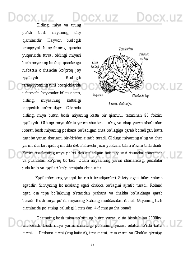   Oldingi   miya   va   uning
po‘sti   bosh   miyaning   oliy
qismlaridir.   Hayvon   biologik
taraqqiyot   bosqichining   qancha
yuqorisida   tursa,   oldingi   miyasi
bosh miyaning boshqa qismlariga
nisbatan   o‘shancha   ko‘proq   joy
egallaydi.   Biologik
taraqqiyotning turli bosqichlarida
uchrovchi hayvonlar bilan odam,
oldingi   miyasining   kattaligi
taqqoslab   ko‘rsatilgan.   Odamda
oldingi   miya   butun   bosh   miyaning   katta   bir   qismini,   taxminan   80   foizini
egallaydi. Oldingi  miya ikkita yarim  shardan  – o‘ng va  chap yarim  sharlardan
iborat, bosh miyaning peshana bo‘ladigan ensa bo‘lagiga qarab boradigan katta
egat bu yarim sharlarni bir-biridan ajratib turadi. Oldingi miyaning o‘ng va chap
yarim sharlari qadoq modda deb ataluvchi jism yordami bilan o‘zaro birlashadi.
Yarim  sharlarning miya po‘sti  deb ataladigan butun yuzasi  shuncha  chuqurroq
va   pushtalari   ko‘proq   bo‘ladi.   Odam   miyasining   yarim   sharlaridagi   pushtalar
juda ko‘p va egatlari ko‘p darajada chuqurdir.
  Egatlardan   eng   yaqqol   ko‘rinib   turadiganlari   Silviy   egati   bilan   roland
egatidir.   Silviyning   ko‘ndalang   egati   chakka   bo‘lagini   ajratib   turadi.   Roland
egati   esa   tepa   bo‘lakning   o‘rtasidan   peshana   va   chakka   bo‘laklarga   qarab
boradi.   Bosh   miya   po‘sti   miyaning   kulrang   moddasidan   iborat.   Miyaning   turli
qismlarida po‘stning qalinligi 1 mm dan  4-5 mm gacha boradi.
    Odamning bosh miya po‘stining butun yuzasi o‘rta hisob bilan 2000kv.
sm   keladi.   Bosh   miya   yarim   sharidagi   po‘stining   yuzasi   odatda   to‘rtta   katta
qismi-     Peshana qismi (eng kattasi), tepa qismi, ensa qismi va Chakka qismiga
16 