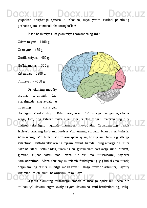 yuqoriroq   bosqichiga   qanchalik   ko’tarilsa,   miya   yarim   sharlari   po’stining
peshona qismi shunchalik kattaroq bo’ladi. 
  Inson bosh miyasi, hayvon miyasidan ancha og’irdir. 
Odam miyasi – 1400 g.
Ot miyasi – 650 g.
Gorilla miyasi – 400 g.
Ho’kiz miyasi – 500 g.
Kit miyasi – 2800 g.
Fil miyasi – 4000 g.
  Psixikaning   moddiy
asoslari   to’g’risida   fikr
yuritilganda,   eng   avvalo,   u
miyaning   xususiyati
ekanligini ta’kid etish joiz. Bilish jarayonlari  to’g’risida gap ketganida, albatta
sezgi,   fikr,   ong   kabilar   maxsus   ravishda   tashkil   topgan   materiyaning   oliy
mahsuli   ekanligini   uqtirish   maqsadga   muvofiqdir.   Organizmning   psixik
faoliyati   tananing   ko’p   miqdordagi   a’zolarining   yordami   bilan   ishga   tushadi.
A’zolarning   ba’zi   birlari   ta’sirotlarni   qabul   qilsa,   boshqalari   ularni   signallarga
aylantiradi,   xatti-harakatlarning   rejasini   tuzadi   hamda   uning   amalga   oshishini
nazorat   qiladi.   Shuningdek,   ularning   bir   guruhi   xatti-harakatga   kuch-   quvvat,
g’ayrat,   shijoat   baxsh   etadi,   yana   bir   turi   esa   mushaklarni,   paylarni
harakatlantiradi.   Mana   shunday   murakkab   funksiyaning   yig’indisi   (majmuasi)
organizmning   tashqi   muhitga   moslashuvini,   unga   muvofiqlashuvini,   hayotiy
vazifalar ijro etilishini, bajarilishini ta’minlaydi. 
Organik   olamning   mikroorganizmdan   to   insonga   qadar   bir   necha   o’n
million   yil   davom   etgan   evolyutsiyasi   davomida   xatti-harakatlarning,   xulq-
5 