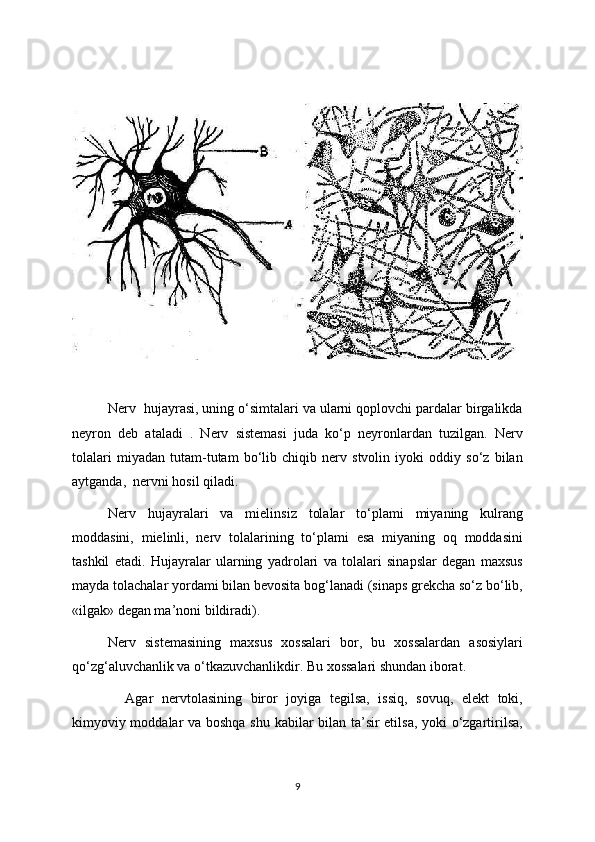 Nerv  hujayrasi, uning o‘simtalari va ularni qoplovchi pardalar birgalikda
neyron   deb   ataladi   .   Nerv   sistemasi   juda   ko‘p   neyronlardan   tuzilgan.   Nerv
tolalari   miyadan   tutam-tutam   bo‘lib   chiqib   nerv   stvolin   iyoki   oddiy   so‘z   bilan
aytganda,  nervni hosil qiladi. 
Nerv   hujayralari   va   mielinsiz   tolalar   to‘plami   miyaning   kulrang
moddasini,   mielinli,   nerv   tolalarining   to‘plami   esa   miyaning   oq   moddasini
tashkil   etadi.   Hujayralar   ularning   yadrolari   va   tolalari   sinapslar   degan   maxsus
mayda tolachalar yordami bilan bevosita bog‘lanadi (sinaps grekcha so‘z bo‘lib,
«ilgak» degan ma’noni bildiradi). 
Nerv   sistemasining   maxsus   xossalari   bor,   bu   xossalardan   asosiylari
qo‘zg‘aluvchanlik va o‘tkazuvchanlikdir. Bu xossalari shundan iborat. 
    Agar   nervtolasining   biror   joyiga   tegilsa,   issiq,   sovuq,   elekt   toki,
kimyoviy moddalar va boshqa shu kabilar bilan ta’sir etilsa, yoki o‘zgartirilsa,
9 