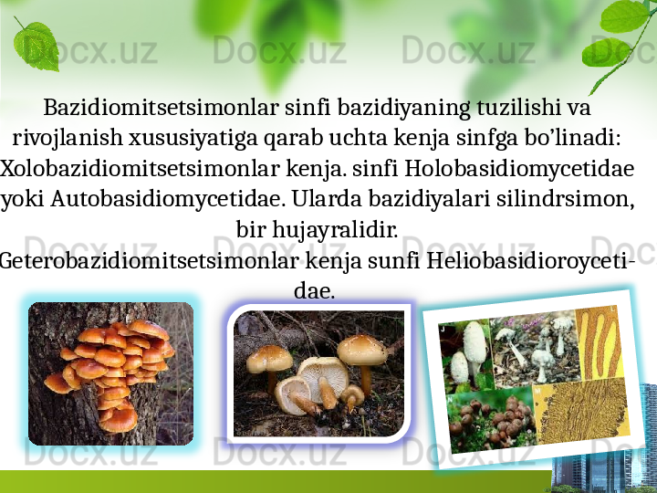 Bazidiomitsetsimonlar sinfi bazidiyaning tuzilishi va 
rivojlanish xususiyatiga qarab uchta kenja sinfga bo’linadi:
Xolobazidiomitsetsimonlar kenja. sinfi Holobasidiomycetidae 
yoki Autobasidiomycetidae. Ularda bazidiyalari silindrsimon, 
bir hujayralidir.
Geterobazidiomitsetsimonlar kenja sunfi Heliobasidioroyceti- 
dae.    