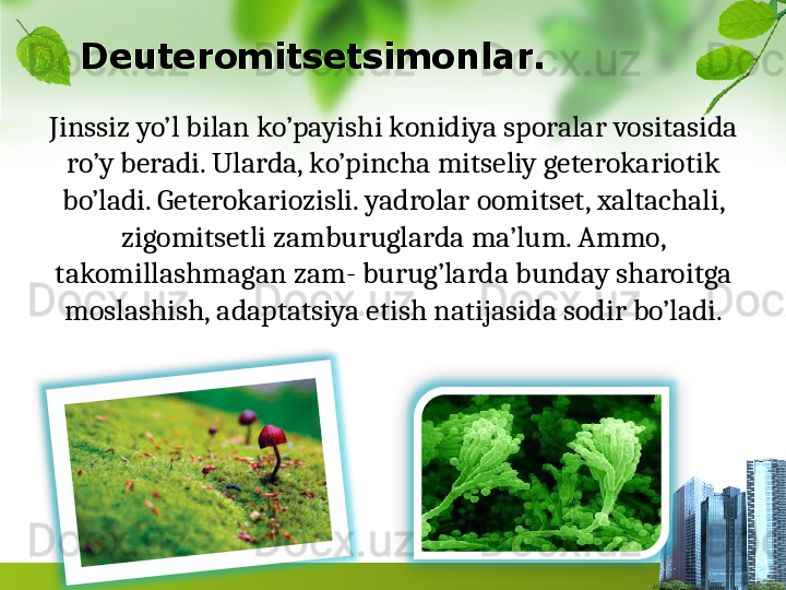 Deuteromitsetsimonlar.
Jinssiz yo’l bilan ko’payishi konidiya sporalar vosi tasida 
ro’y beradi. Ularda, ko’pincha mitseliy geterokariotik 
bo’ladi. Geterokariozisli. yadrolar oomitset, xaltachali, 
zigomitsetli zamburuglarda ma’lum. Ammo, 
takomillashmagan zam- burug’larda bunday sharoitga 
moslashish, adaptatsiya etish na	
 tijasida sodir bo’ladi.    