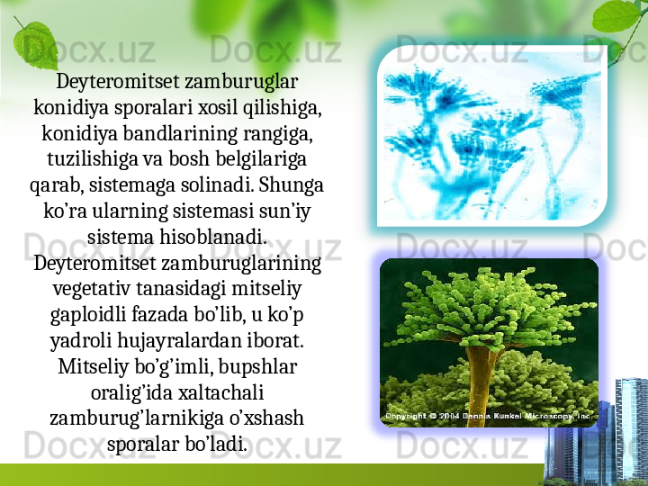 Deyteromitset zamburuglar 
konidiya sporalari xosil qilishiga, 
konidiya bandlarining rangiga, 
tuzilishiga va bosh belgilariga 
qarab, sistemaga solinadi. Shunga 
ko’ra ular ning sistemasi sun’iy 
sistema hisoblanadi.
Deyteromitset zamburuglarining 
vegetativ tanasidagi mi	
 tseliy 
gaploidli fazada bo’lib, u ko’p 
yadroli hujayralardan iborat. 
Mitseliy bo’g’imli, bupshlar 
oralig’ida xaltachali 
zamburug’larnikiga o’xshash 
sporalar bo’ladi.  