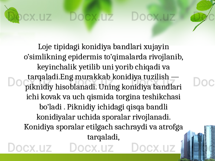 Loje tipidagi konidiya bandlari xujayin 
o’simlikning epidermis to’qimalarda rivojlanib, 
keyinchalik yetilib uni yorib chiqadi va 
tarqaladi.Eng murakkab konidiya tuzilish — 
piknidiy hisoblanadi. Uning konidiya bandlari 
ichi kovak va uch qismida torgina teshikchasi 
bo’ladi . Piknidiy ichidagi qisqa bandli 
konidiyalar uchida sporalar rivojlanadi. 
Konidiya spora lar etilgach sachraydi va atrofga 
tarqaladi, 