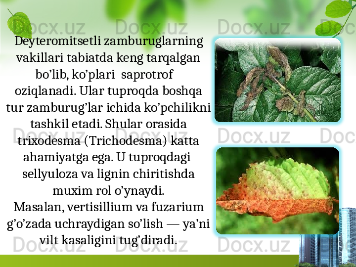 Deyteromitsetli zamburuglarning 
vakillari tabiatda keng tarqalgan 
bo’lib, ko’plari  saprotrof    
oziqlanadi. Ular tuproqda boshqa 
tur zamburug’lar ichida ko’pchilikni 
tashkil etadi. Shular orasida 
trixodesma (Trichodesma) katta 
ahamiyatga ega. U tuproqdagi  
sellyuloza va lignin chiritishda 
muxim rol o’ynaydi.
Masalan, vertisillium va fuzarium 
g’o’zada uchraydigan so’lish — ya’ni 
vilt kasaligini tug’diradi. 