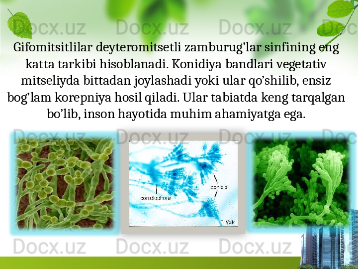 Gifomitsitlilar deyteromitsetli zamburug’lar sinfining eng 
katta tarkibi hisoblanadi. Konidiya bandlari vegetativ 
mitseliyda bittadan joylashadi yoki ular qo’shilib, ensiz 
bog’lam korepniya hosil qiladi. Ular tabiatda keng tarqalgan 
bo’lib, inson hayotida muhim ahamiyatga ega.  