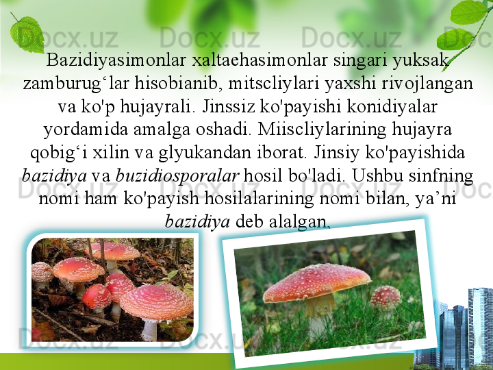 Bazidiyasimonlar xaltaehasimonlar singari yuksak 
zamburug‘lar hisobianib, mitscliylari yaxshi rivojlangan 
va ko'p hujayrali. Jinssiz ko'payishi konidiyalar 
yordamida amalga oshadi. Miiscliylarining hujayra 
qobig‘i xilin va glyukandan iborat. Jinsiy ko'payishida 
bazidiya  va  buzidiosporalar  hosil bo'ladi. Ushbu sinfning 
nomi ham ko'payish hosilalarining nomi bilan, ya’ni 
bazidiya  deb alalgan,   