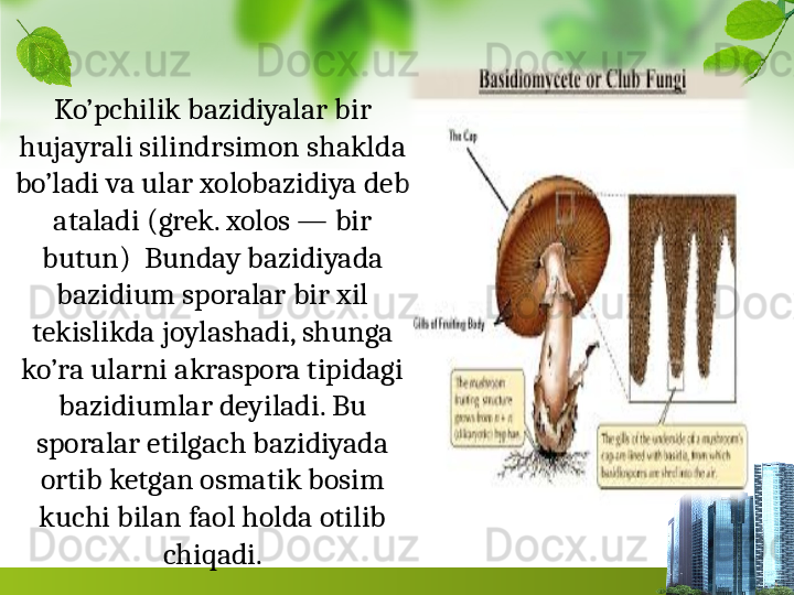 Ko’pchilik bazidiyalar bir 
hujayrali silindrsimon shaklda 
bo’ladi va ular xolobazidiya deb 
ataladi (grek. xolos — bir 
butun)  Bun day bazidiyada 
bazidium sporalar bir xil 
tekislikda joylashadi, shunga 
ko’ra ularni akraspora tipidagi 
bazidiumlar de	
 yiladi. Bu 
sporalar etilgach bazidiyada 
ortib ketgan osmatik bosim 
kuchi bilan faol holda otilib 
chiqadi. 