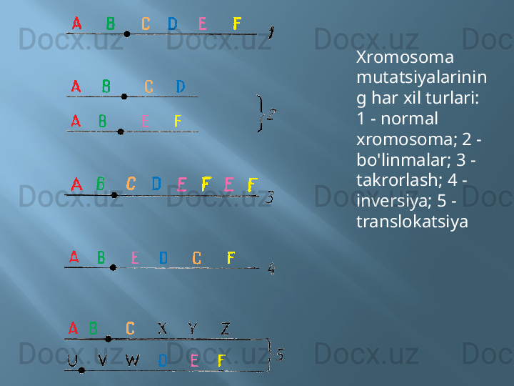 Xromosoma 
mutatsiyalarinin
g har xil turlari:
1 - normal 
xromosoma; 2 - 
bo'linmalar; 3 - 
takrorlash; 4 - 
inversiya; 5 - 
translokatsiya 