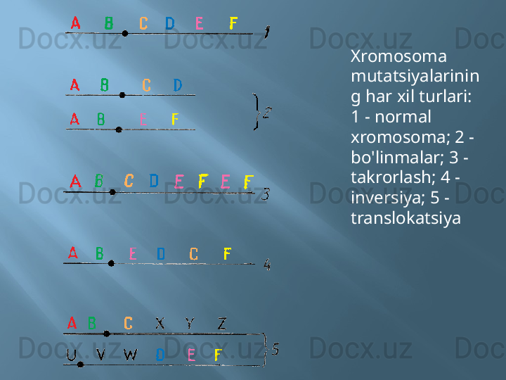 Xromosoma 
mutatsiyalarinin
g har xil turlari:
1 - normal 
xromosoma; 2 - 
bo'linmalar; 3 - 
takrorlash; 4 - 
inversiya; 5 - 
translokatsiya